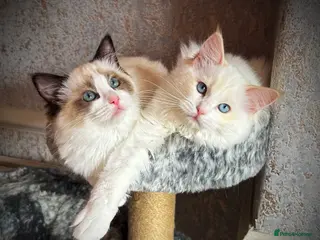 Ragdoll cats Ragdoll kittens - Advert 1