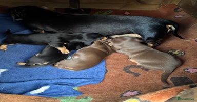 Dachshund dogs - Advert 8