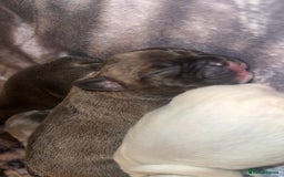 French Bulldog dogs for sale: French bulldog puppies - Image 13