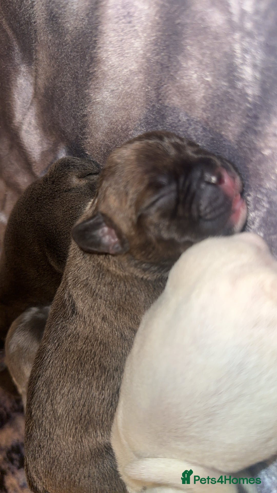French Bulldog dogs for sale: French bulldog puppies - Image 13