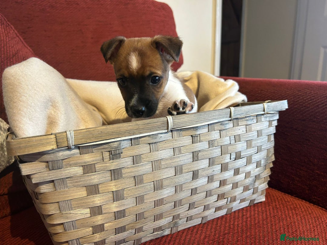 Jack Russell dogs for sale: Beautiful Jack Russel Puppies  - Image 7