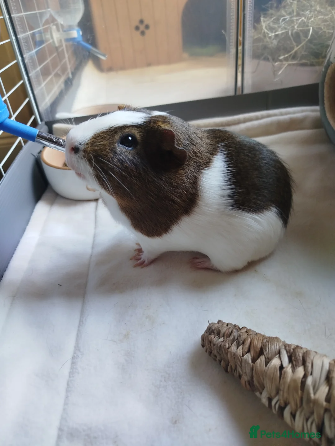 Guinea Pig rodents for sale: 2 Boar Guinea Pigs - Advert 2