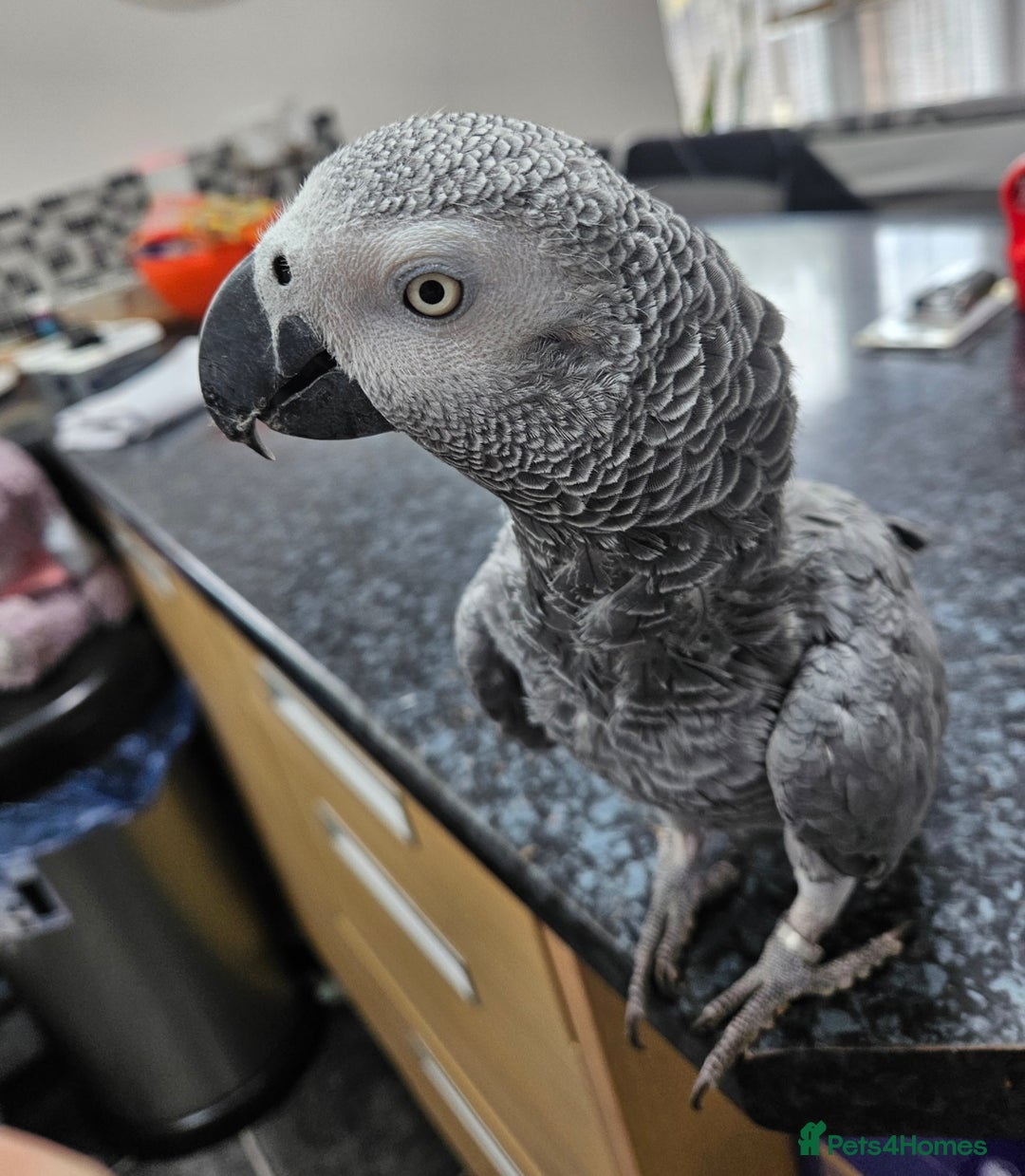 Parrots birds for sale: African Grey parrot for sale  - Image 5