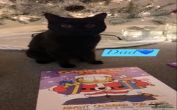 British Shorthair cats for sale: 🐱Blue&Felix- Bonded brother & Sister💛 - Advert 2