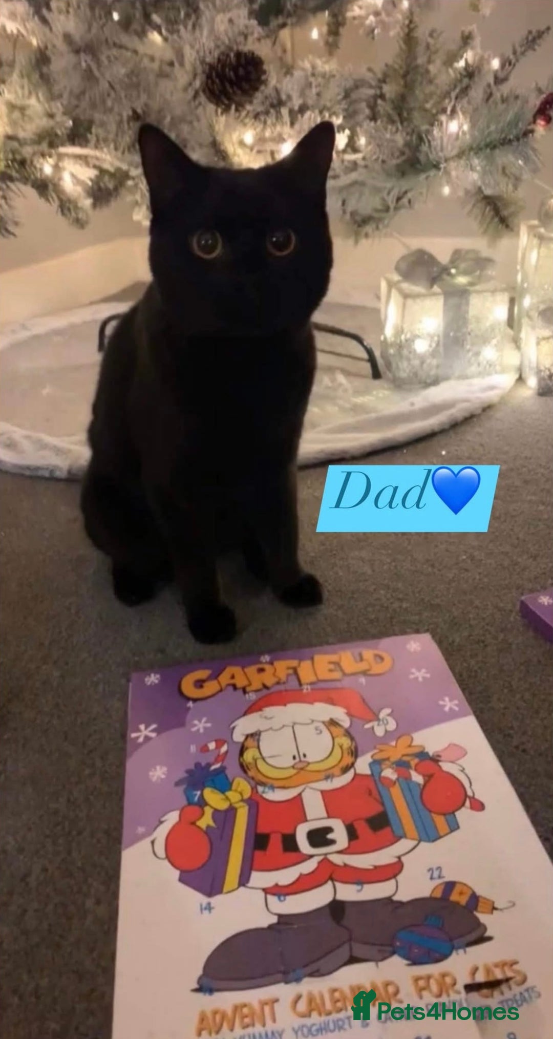 British Shorthair cats for sale: 🐱Blue&Felix- Bonded brother & Sister💛 - Advert 2