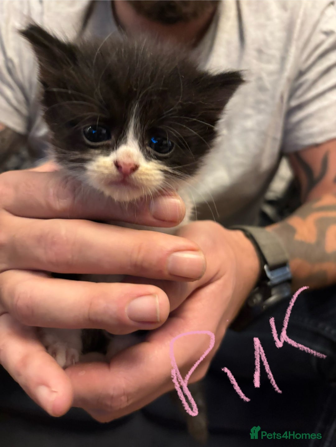 Mixed Breed cats for sale: Beautiful friendly litter of 6 tuxedo kittens - Advert 6