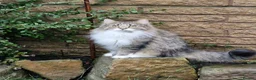 Siberian cats for sale: Solid grey/blue female kitten. Full vet care Tia in Alfreton - Advert 14