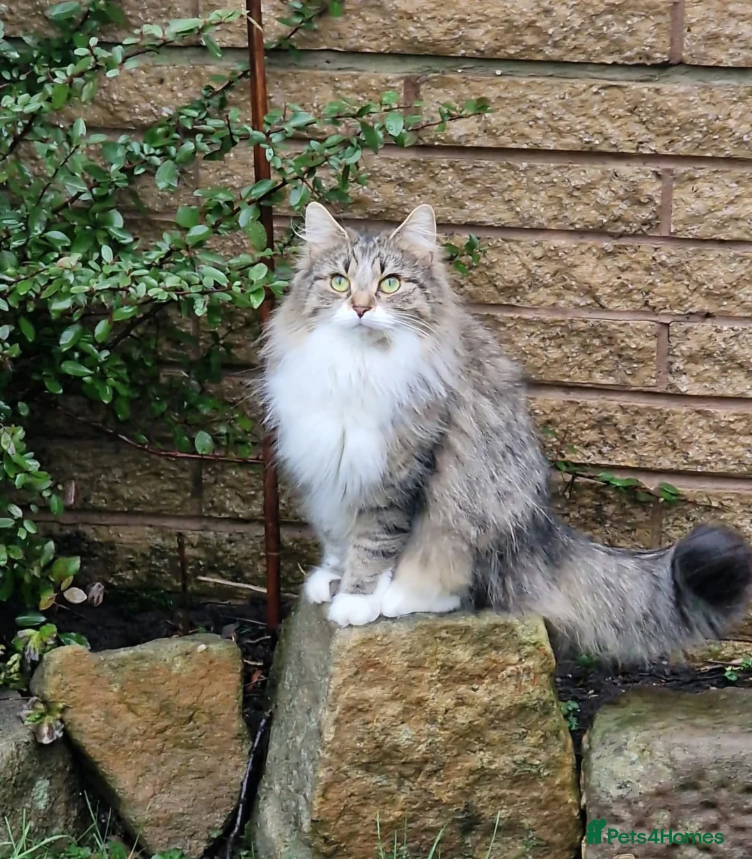 Siberian cats for sale: Solid grey/blue female kitten. Full vet care Tia in Alfreton - Advert 14