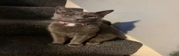 Mixed Breed cats for sale: Beautiful Black Mixed Breed Kittens - Advert 3