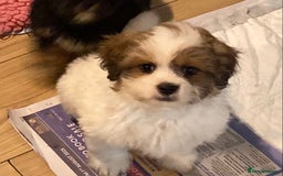 Mixed Breed dogs for sale: 🌟BUNDLES OF JOY 🐶 SUPER CUTE MALSHIPOO PUPS - Image 7