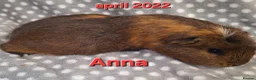 Guinea Pig rodents for sale: Adult guinea pigs  - Advert 4