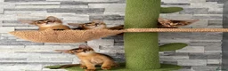 Abyssinian cats for sale: Last 2 boys ready to go!!! - Advert 10