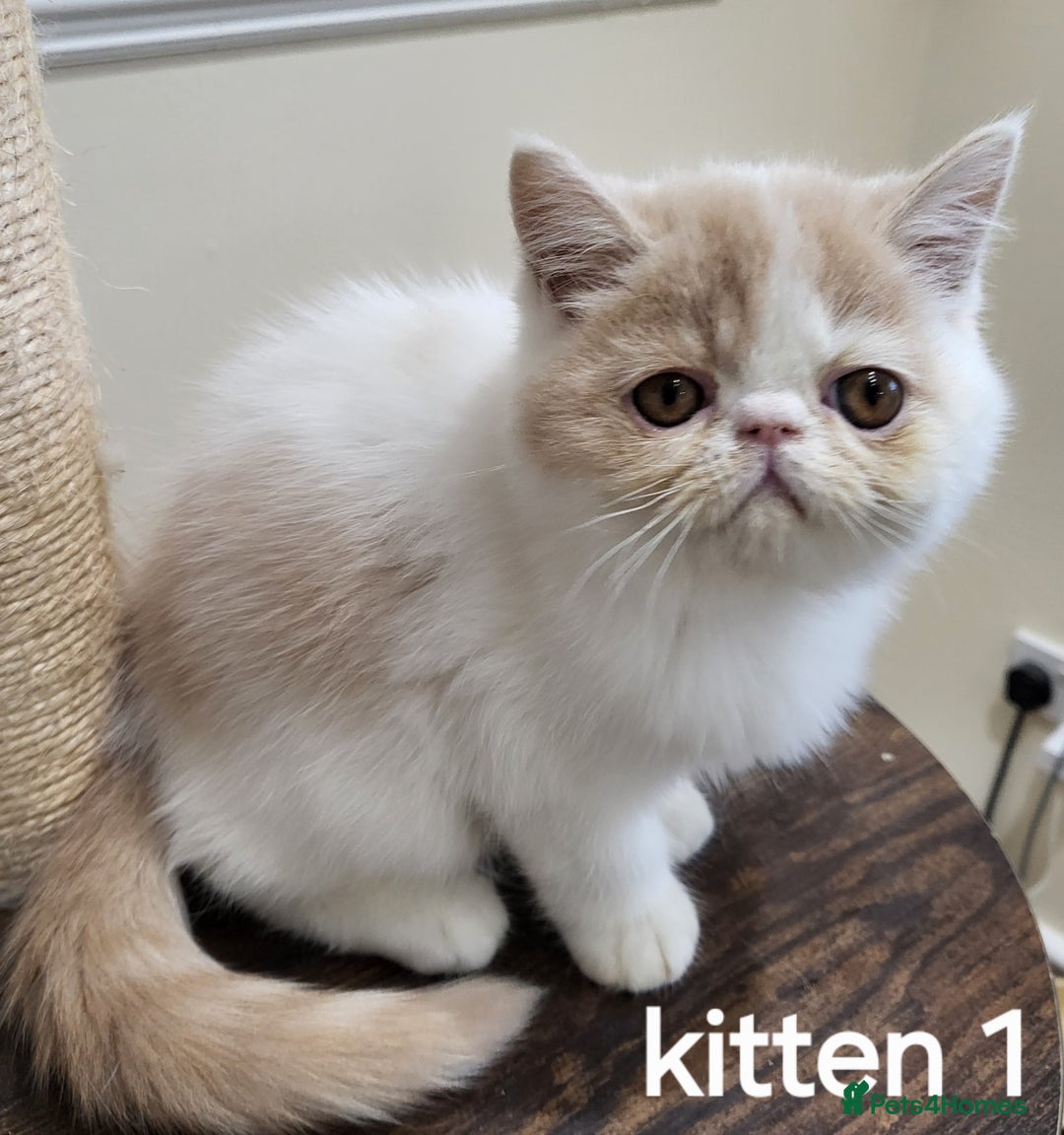 Exotic cats for sale: Registered Brothers  - Image 12