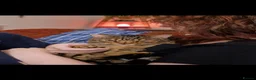 Bengal cats for sale: Pure Bengal looking for rural home as only cat.  - Advert 8