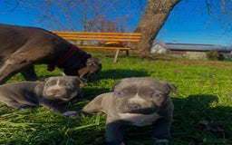 Staffordshire Bull Terrier dogs for sale:  ❤️ Beautiful Staffordshire puppies 🐶 - Advert 15