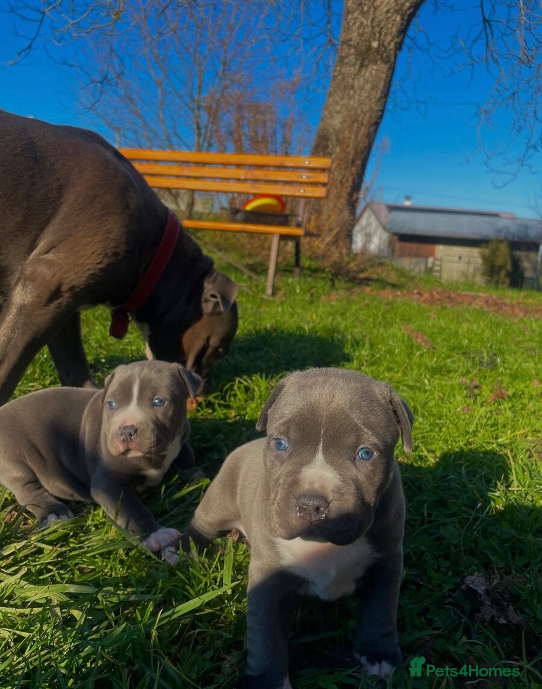 Staffordshire Bull Terrier dogs for sale:  ❤️ Beautiful Staffordshire puppies 🐶 - Advert 15