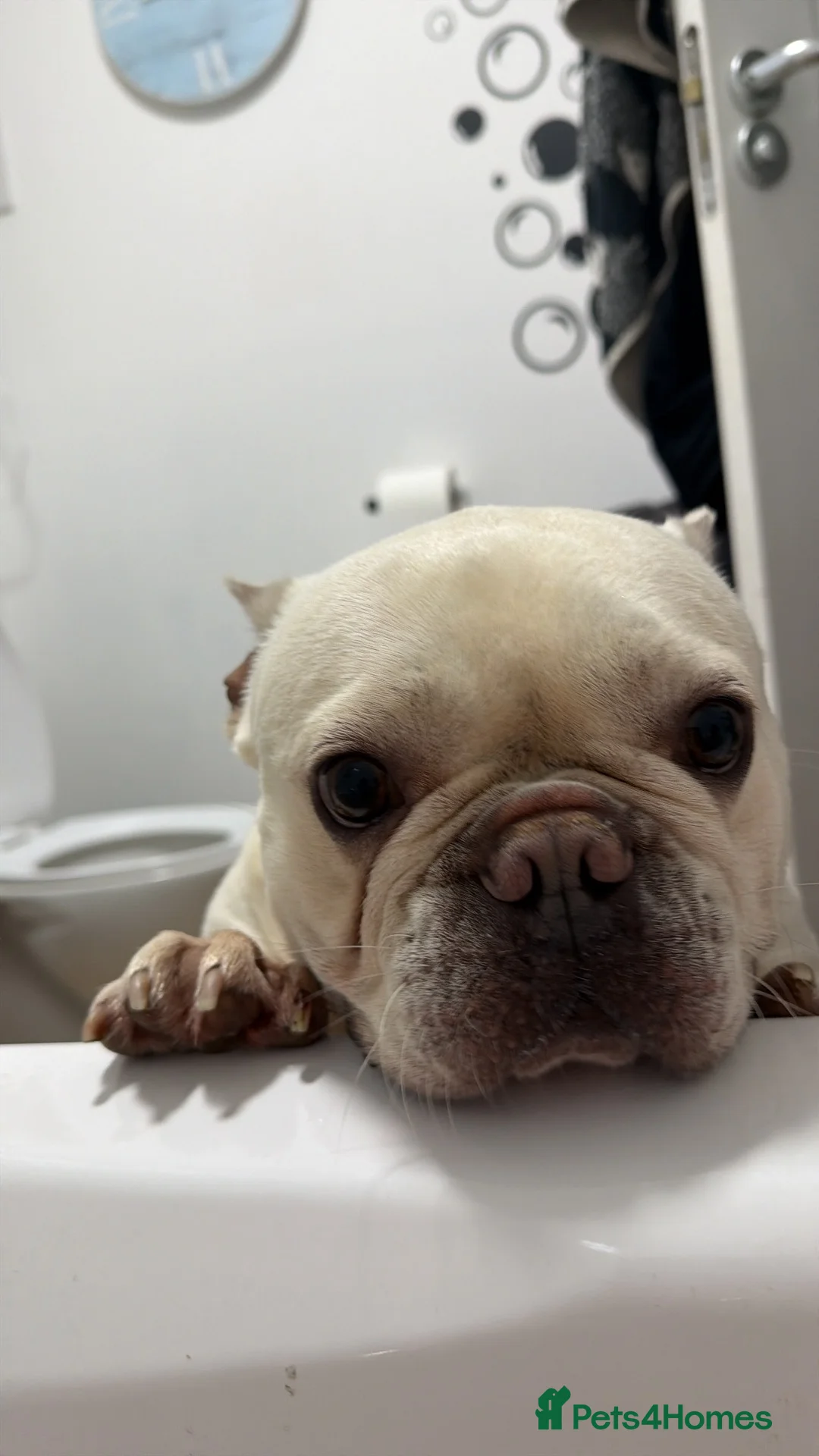 French Bulldog dogs for sale: Mylo for rehoming - Advert 7