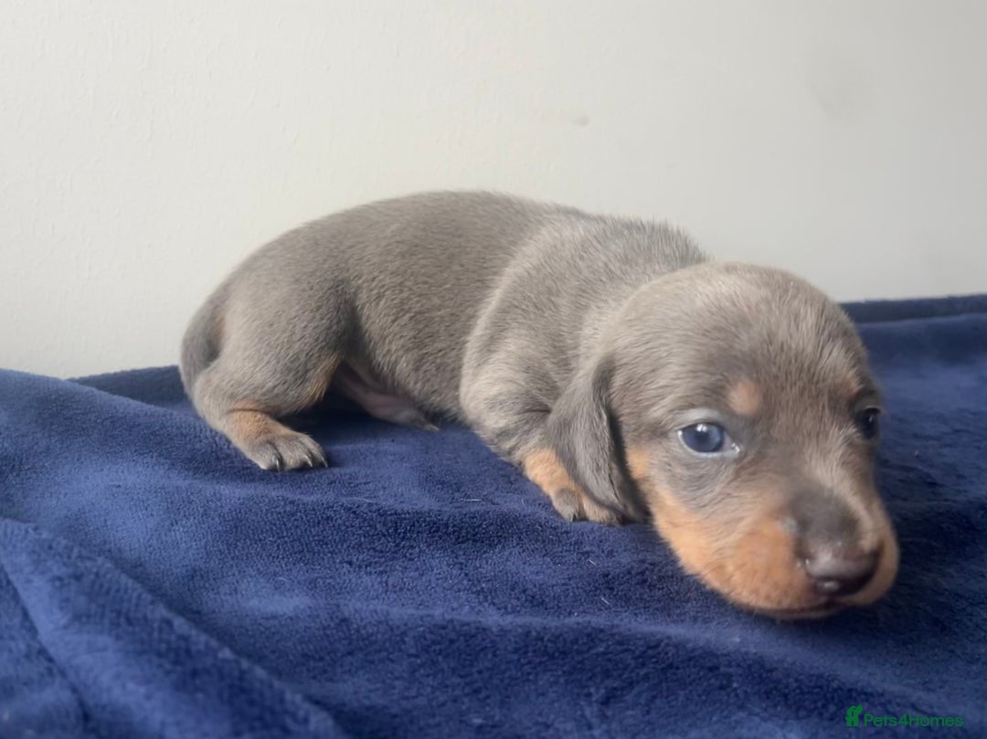Miniature Dachshund dogs for sale: STUNNING KC REG MINIATURE DAPPLE DACHSHUNDS  - Image 21