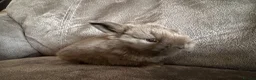 Mini Lop rabbits for sale: Beautiful Mini Lops Available to Reserve - Advert 15