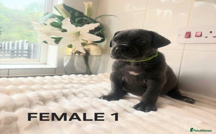 Mixed Breed dogs - Advert 14