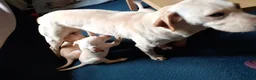 Labrador Retriever dogs for sale: Gorgeous yellow labrador puppies - Advert 15