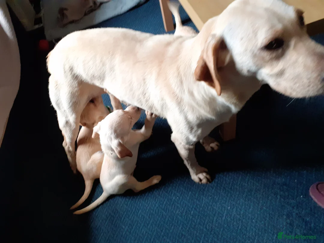 Labrador Retriever dogs for sale: Gorgeous yellow labrador puppies - Advert 15
