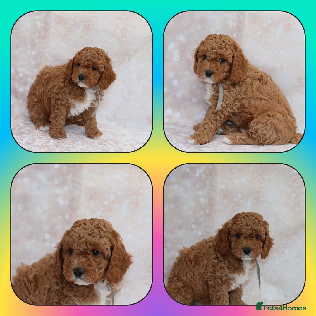 Cavapoo dogs for sale: Cavapoo  - Image 6