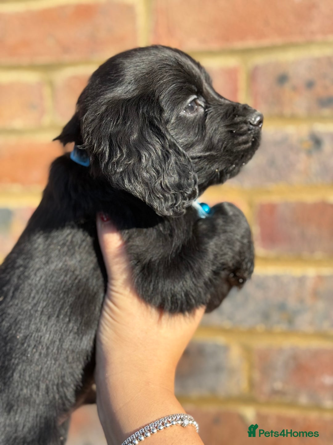 Sprocker dogs for sale: 6 Beautiful puppies  - Advert 12