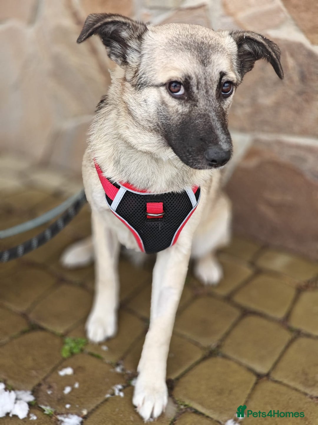 Mixed Breed dogs for adoption: ❤️TILLY -gentle, and affectionate pup❤️ - Advert 15