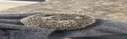 Pygmy Hedgehog rodents for sale: Female Pygmy hedgehog  in Birmingham - Advert 2