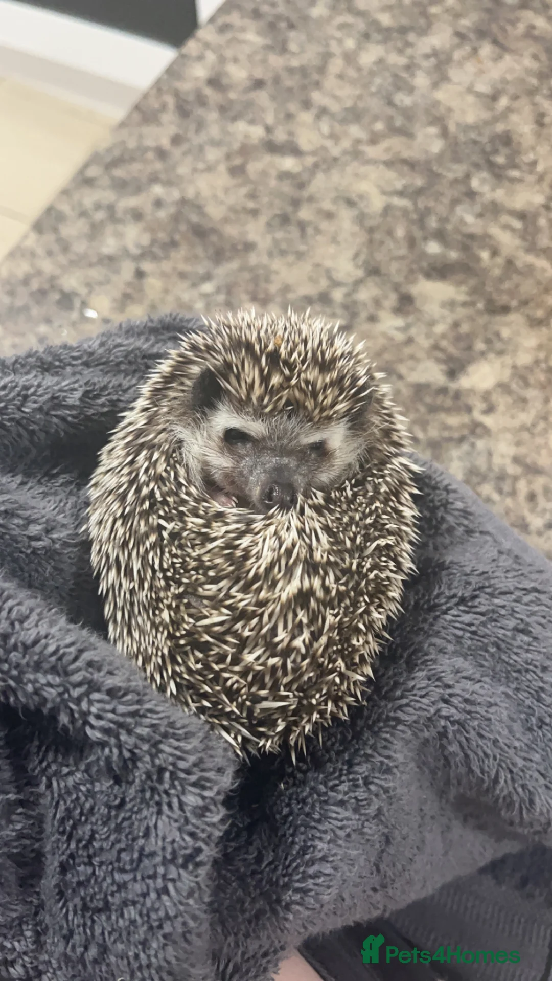 Pygmy Hedgehog rodents for sale: Female Pygmy hedgehog  in Birmingham - Advert 2