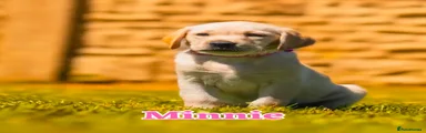 Minnie