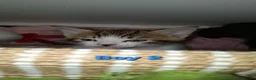 Mixed Breed cats for sale: 5 Lovely kittens looking for a home!! - Advert 8