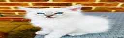 Ragdoll cats for sale: GCCF BEAUTIFUL RAGDOLL KITTENS  - Advert 10