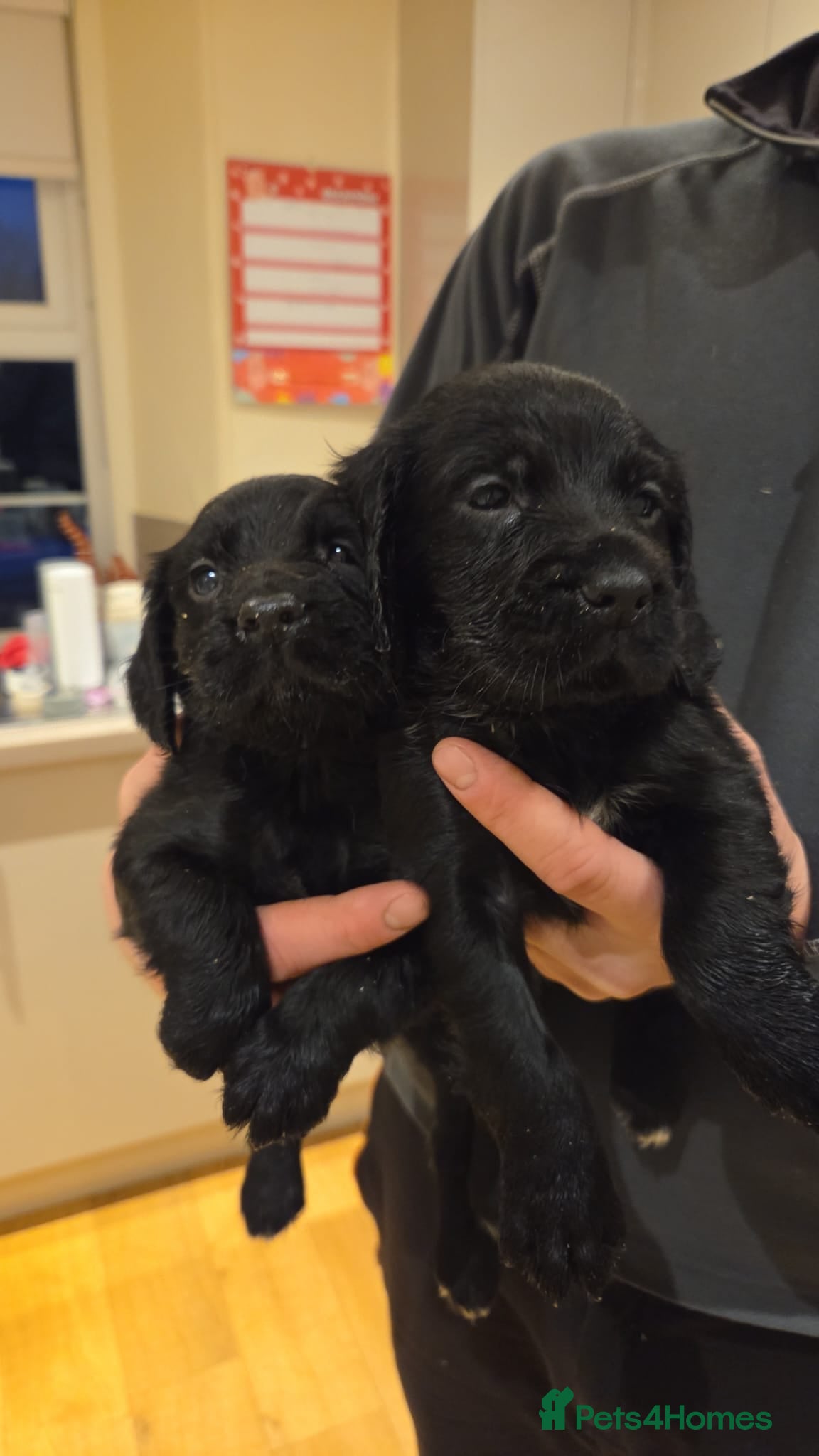 Cocker Spaniel dogs Cocker spaniel pups for sale - Advert 17