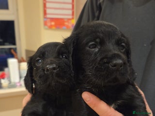 Cocker Spaniel dogs Cocker spaniel pups for sale - Advert 13