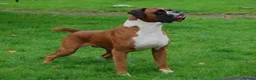 Boxer dogs for sale: Exceptional KC Health Tested Boxers - Advert 4