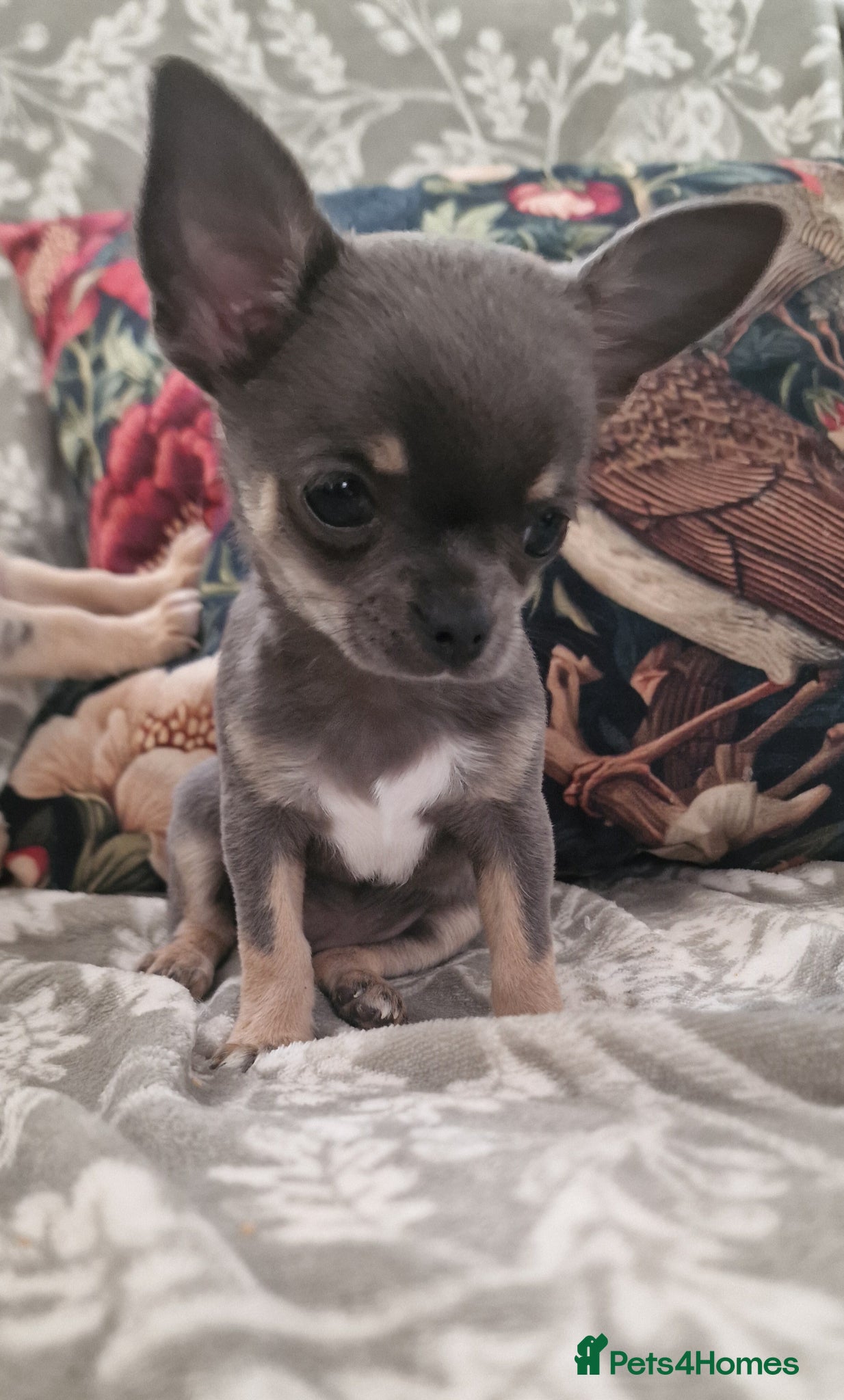 Chihuahua dogs A Delightful litter of tiny Chihuahua puppies.  - Advert 4