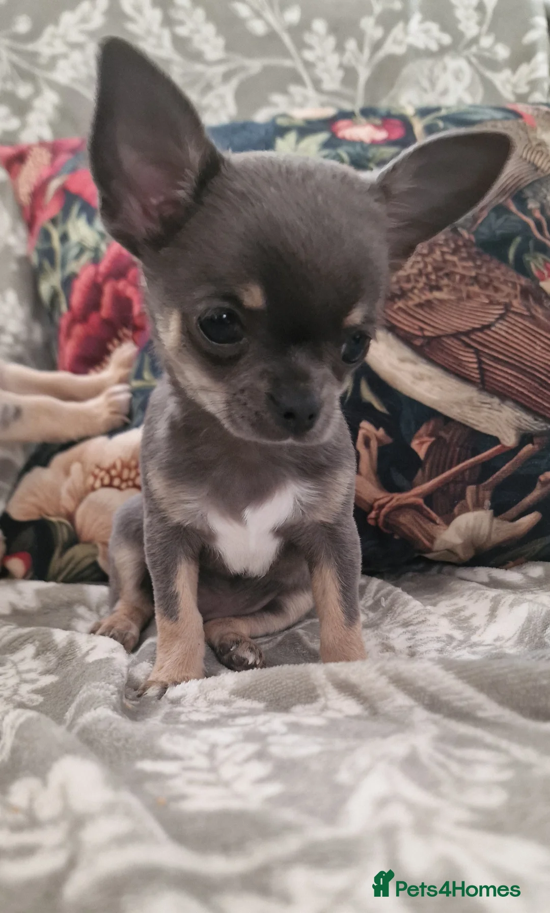 Chihuahua dogs for sale: A Delightful litter of tiny Chihuahua puppies.  - Advert 1