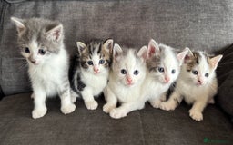 Domestic Shorthair cats for sale: Kittens - Image 1