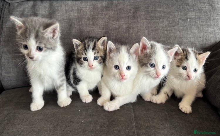 Domestic Shorthair cats - Advert 1