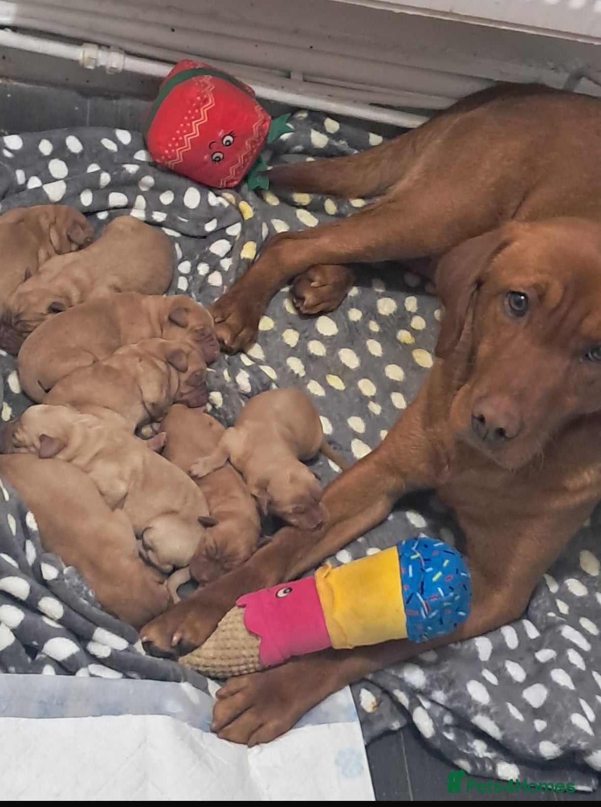 Labrador Retriever dogs Litter of 8 Labrador puppies  - Advert 3