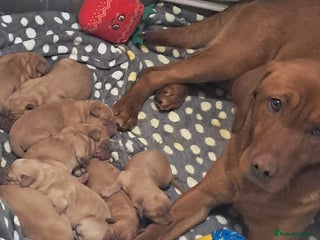 Labrador Retriever dogs Litter of 8 Labrador puppies - Advert 3