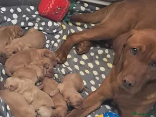 Labrador Retriever dogs Litter of 8 Labrador puppies - Advert 16