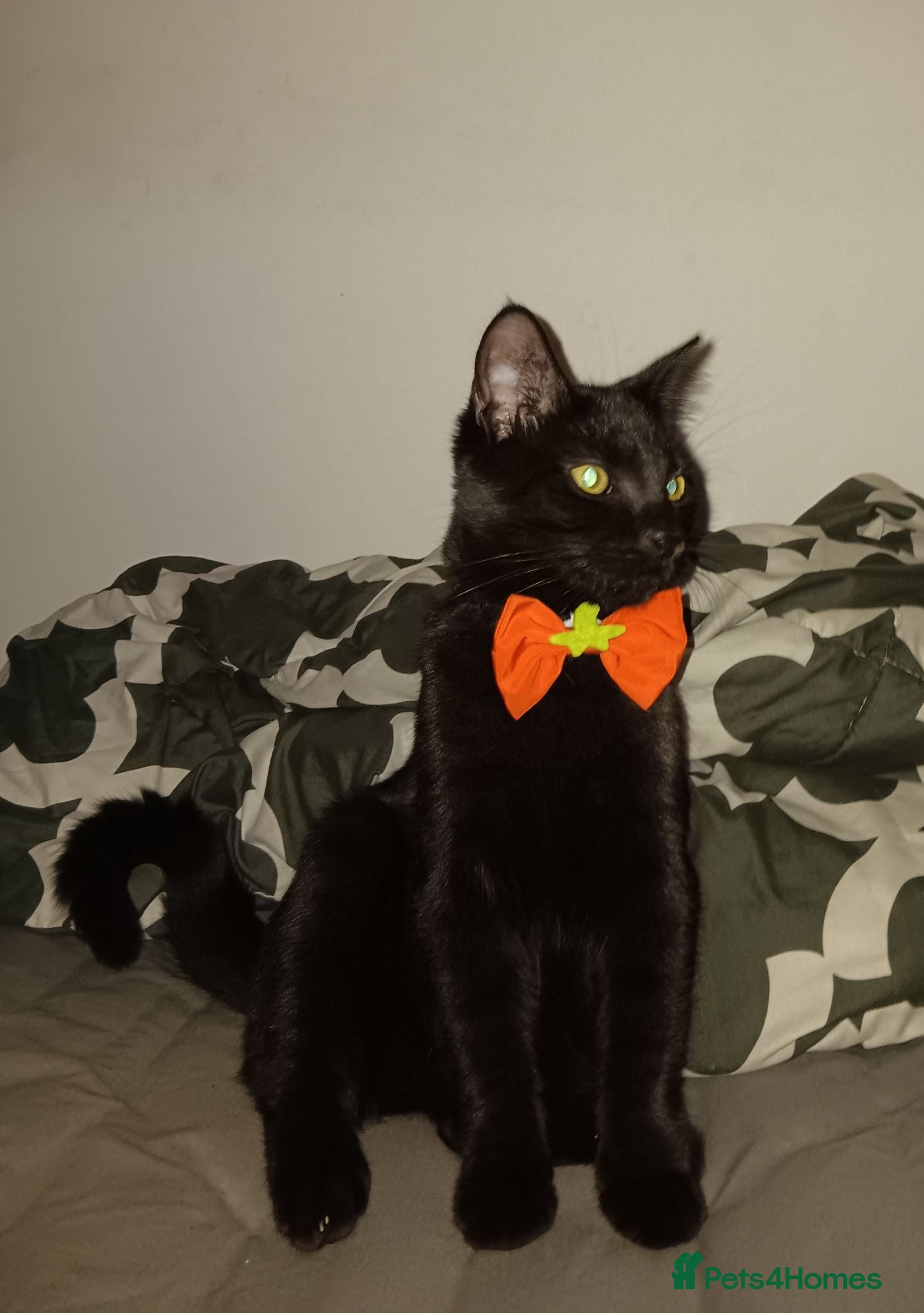Domestic Shorthair cats SHADOW   **  - Advert 3