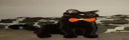 Domestic Shorthair cats for sale: SHADOW   **  in Wrexham - Advert 1