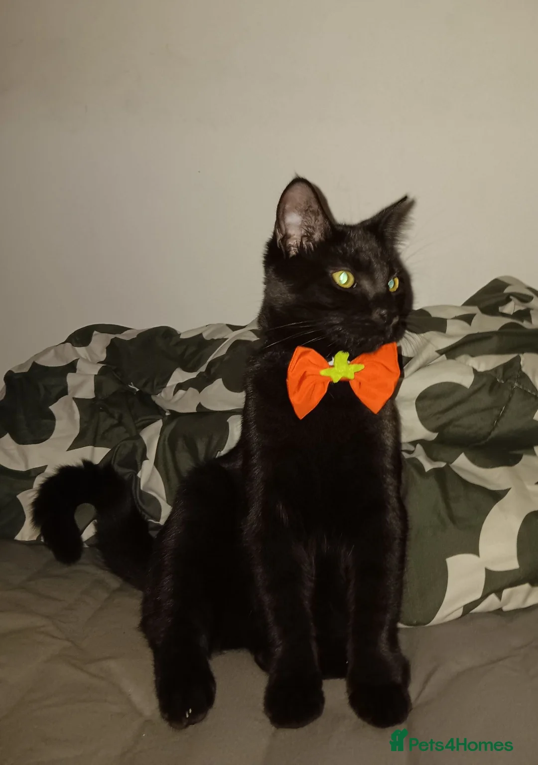 Domestic Shorthair cats for sale: SHADOW   **  in Wrexham - Advert 1