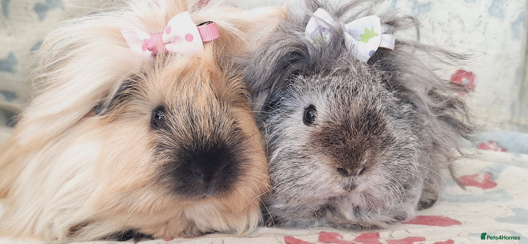 Guinea Pig rodents for sale: BABY GUINEA PIGS AVAILABLE HEREFORDSHIRE  - Image 22