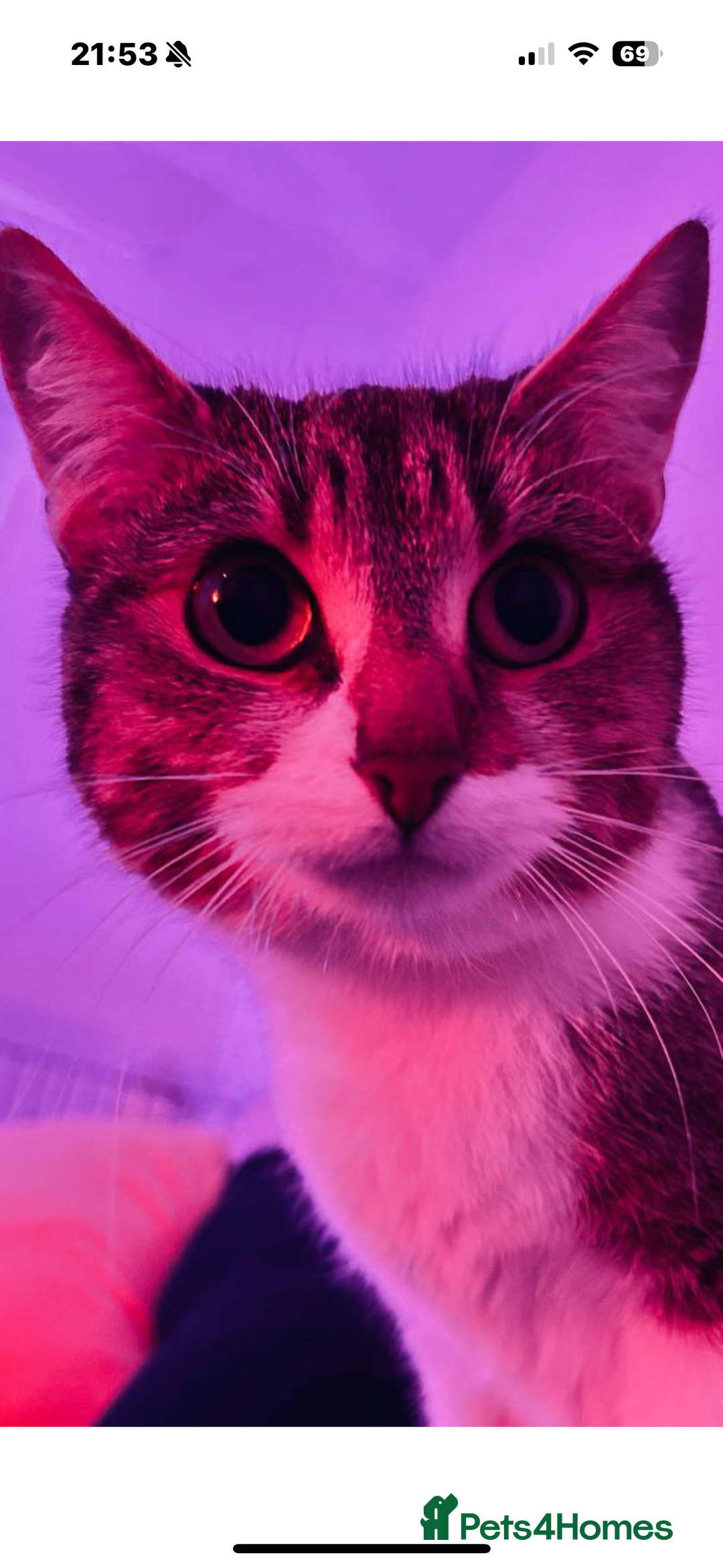 Mixed Breed cats for sale: Rescue cats- adults 🧡 - Advert 9