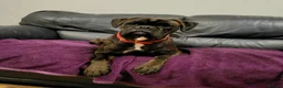 Boxer dogs for stud: KC Registered Brindle Boxer Stud - Advert 4